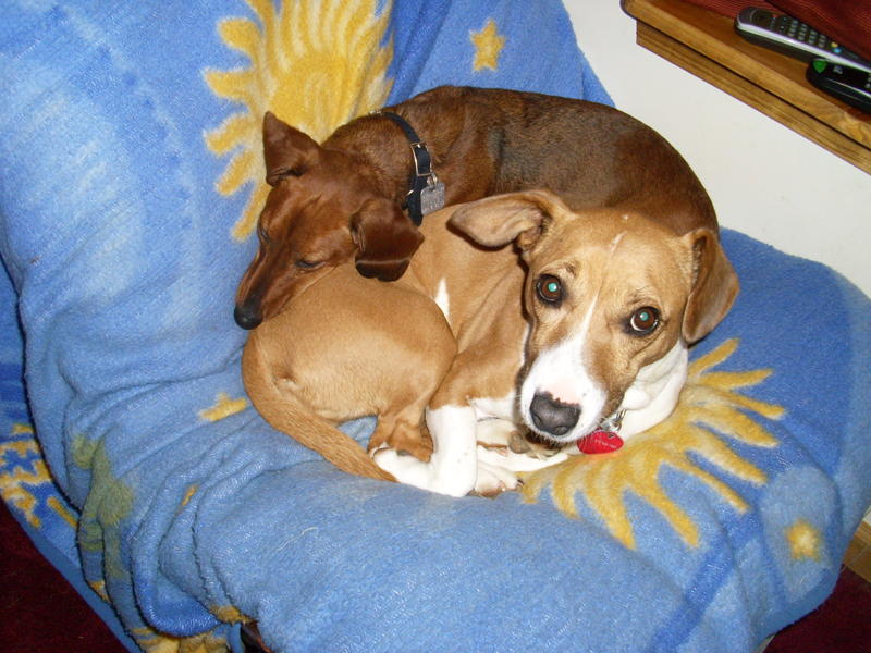 Canifair Hunde